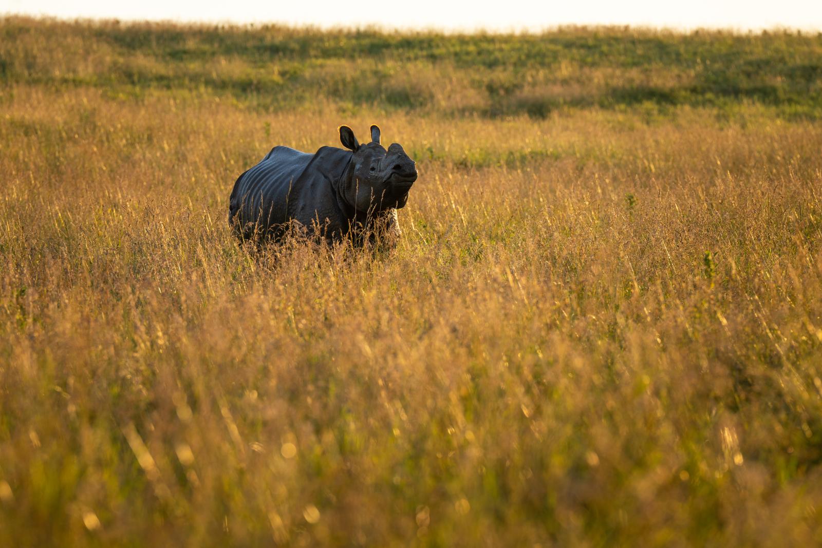 Greater One-horned Rhino | The Wilds